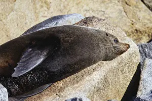 Wildlife Photography Australia Drucke: A seal basks in the sun on a warm spring day in Narooma