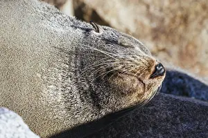 Narooma Wildlife Drucke: A seal basks in the sun on a warm spring day in Narooma