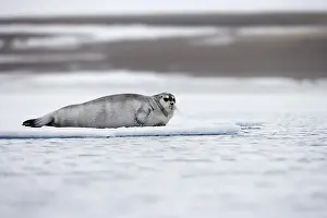 Seal On Ice Drucke: Seal on the ice
