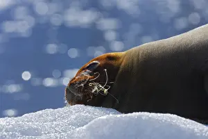 Predator Mammal Images Drucke: Seal on ice