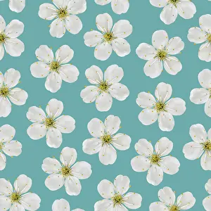 Full Frame Wallpaper Image Drucke: Seamless pattern. White cherry flowers on a turquoise background