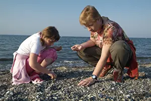 Family Beach Holiday Drucke: Search for belemniten