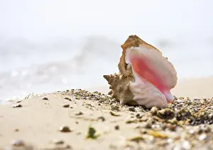 Seashell Photography Drucke: Seashell