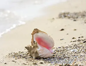Mollusc Images Drucke: Seashell