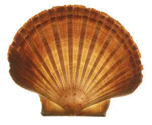 Muschel Drucke: Seashell