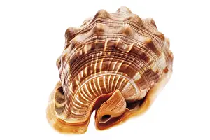 Muschel Drucke: Seashell