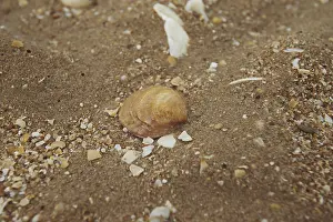 Seashell Background Drucke: Seashell on the background of sand and crushed shells