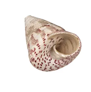 Isolated Seashell Drucke: Seashell isolated on white background