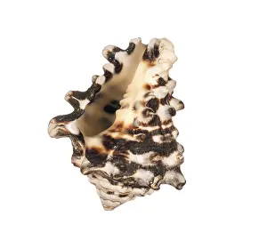 Isolated Seashell Drucke: Seashell isolated on white background
