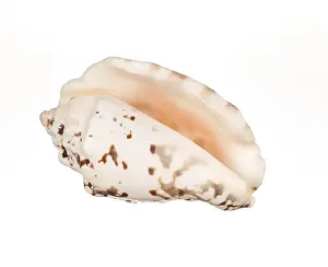 Isolated Seashell Drucke: Seashell isolated on white background