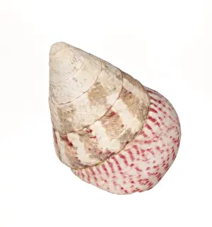 Isolated Seashell Drucke: Seashell isolated on white background