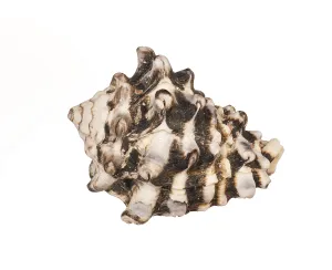 Isolated Seashell Drucke: Seashell isolated on white background