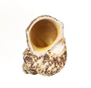 Isolated Seashell Drucke: Seashell isolated on white background