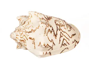 Isolated Seashell Drucke: Seashell isolated on white background