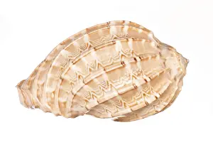 Isolated Seashell Drucke: Seashell isolated on white background