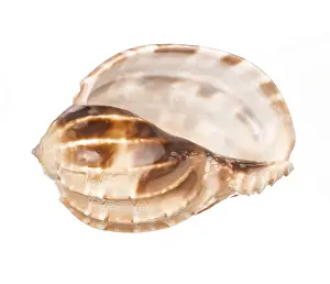 Muschel Drucke: Meerschnecke isoliert auf weißem Hintergrund.