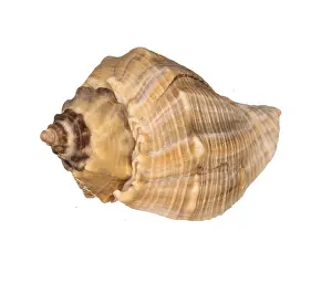 Muschel Drucke: Meereschnecke isoliert auf weißem Hintergrund.