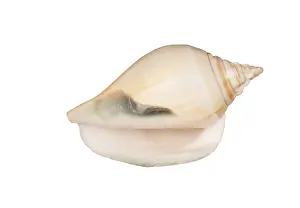 Isolated Seashell Drucke: Seashell isolated on white background
