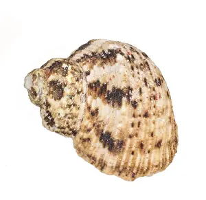 Muschel Drucke: Schnecke isoliert auf weißem Hintergrund.
