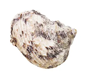 Studio Shot Of Snail Shell Drucke: Seashell of snail shells individually on white background