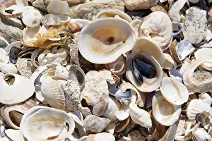 Namibian National Park Drucke: Seashells at Diaz Point in the Diamantkueste