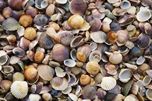Bivalve Shells Drucke: Seashells and pebbles