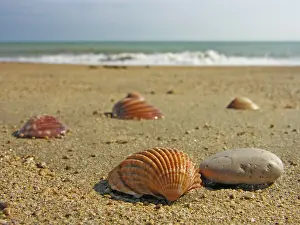 Sandy Beach Scene Drucke: Seashells in the sand