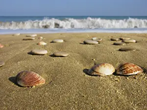 Sandy Beach Drucke: Seashells in the sand