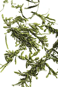 Aquatic Plants Drucke: Seaweed
