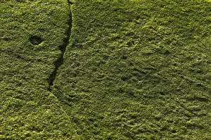 Deserted Coastal Scene Drucke: Seaweed on a stone