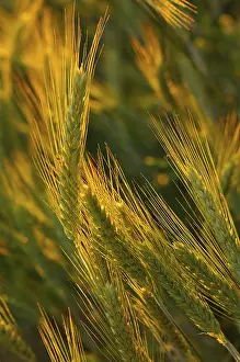 Evening Atmosphere Drucke: Secale cereale