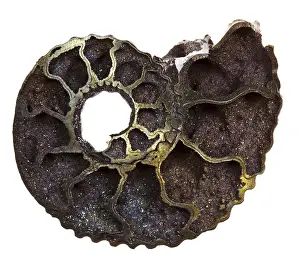 Isolated White Background Studio Shot Drucke: Section of a fossil ammonite shell against a white background