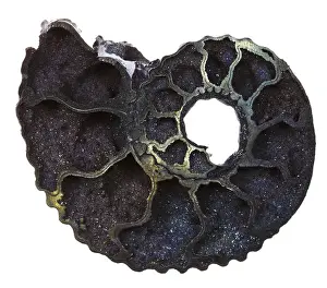 Marine Animal Fossils Drucke: Section of a fossil ammonite shell against a white background