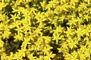 Botanical Garden Flowers Drucke: Sedum