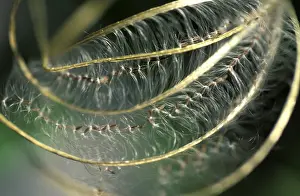 Close Up Nature Images Drucke: Seed capsule embedded