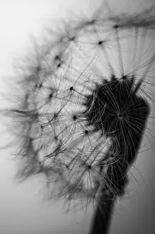 Deserted Dandelion Field Drucke: Seed head of a Dandelion