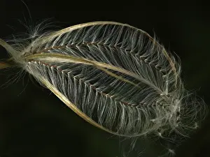 Deserted Fruit Stand Drucke: Seed head of a great willowherb