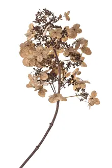 Seed Stand Photography Drucke: Seed head of a panicle hydrangea (Hydrangea paniculata) on a white background