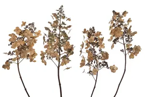 Hydrangeaceae Family Drucke: Seed head of a panicle hydrangea (Hydrangea paniculata) on a white background