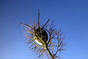 Ornamental Plant Seeds Drucke: Seed vessel