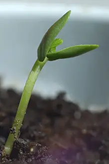 Close Up Plant Life Drucke: Seedling