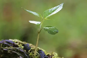 Open Air Planting Drucke: Seedling in spring
