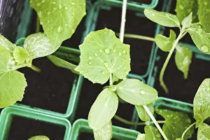 Deserted Garden Vegetables Drucke: Seedlings of organic vegetables in pots