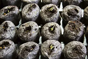 Biological Cultivation Methods Drucke: Seedlings sprouting in starter pods