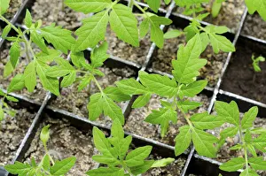 Deserted Garden View Drucke: Seedlings of tomato in boxes, at a window