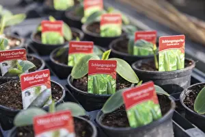 European Fruit Vegetables Drucke: Seedlings, vegetable plants for release