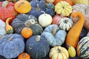 Pumpkin Nutrition Facts Drucke: Selection of different varieties of pumpkin
