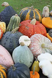 Autumn Pumpkins Drucke: Selection of different varieties of pumpkin in autumn