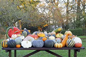 Autumn Pumpkins Drucke: Selection of different varieties of pumpkin in autumn