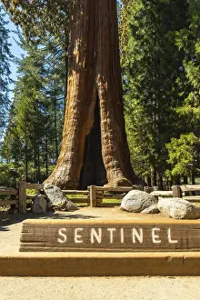 Giant Sequoia Tree Drucke: Sentinel, a giant sequoia tree